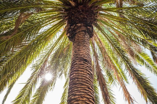 Canary Islands-Tenerife Island-Masca-palm tree